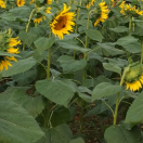 reducer的个人资料头像