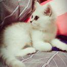 喋喋不休的个人资料头像