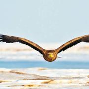 pcdegithub的个人资料头像