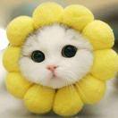 佳慧的个人资料头像