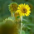 胡文奇的个人资料头像