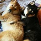 一黑一赤柴的铲屎官的个人资料头像