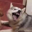 养乐多不想说话76688的个人资料头像