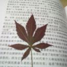 小肥球的个人资料头像