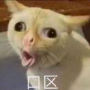 spiko的个人资料头像