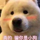 清焰不想说话的个人资料头像