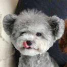 Zico的个人资料头像