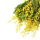 Mimosa同志的个人资料头像