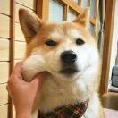 无法触碰的个人资料头像