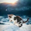 炀轲的个人资料头像