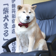 yuanshuaibest的个人资料头像