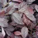 明天会更好同志77725的个人资料头像