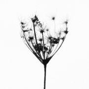 菡莞菇凉的个人资料头像