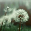 古月君的个人资料头像