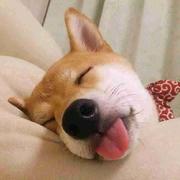 一坨神奇的便便的个人资料头像