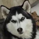 你好明天爱学习的个人资料头像