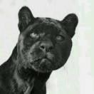 本尊的个人资料头像