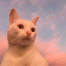 戒酒的李白酱的个人资料头像