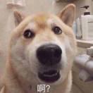 两只小蜜蜂鸭的个人资料头像