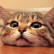 ClayZhang的个人资料头像