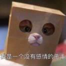 sunshying的个人资料头像