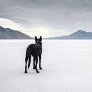 Java少年的个人资料头像