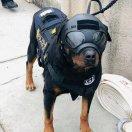 暴怒侠有牙齿的IT妞的个人资料头像