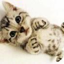 卑微的个人资料头像