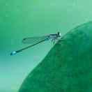 湛蓝不想说话的个人资料头像