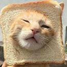 吐司的个人资料头像