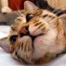 cnDixon的个人资料头像