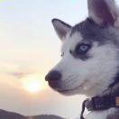 _薛定谔的面包的个人资料头像