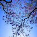 近之的个人资料头像