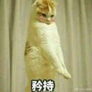 野地里的蒲公英的个人资料头像
