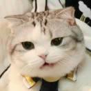 Accelerator不想说话的个人资料头像