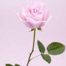 soledad爱学习的个人资料头像