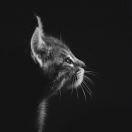 旅程在途中的个人资料头像