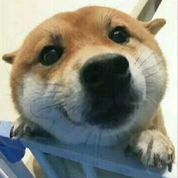 ylmyg的个人资料头像