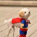 米斯特登的个人资料头像