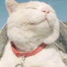 年糕有点甜的个人资料头像