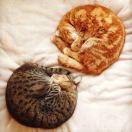 Zcw的个人资料头像