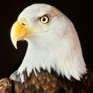 木子在掘金80146的个人资料头像