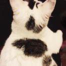 Cookizz的个人资料头像