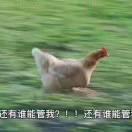 JesseXie的个人资料头像