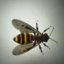 莫扎特的亲哥的个人资料头像