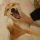 黄鸭同志的个人资料头像