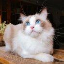 小镇风光的个人资料头像