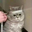 就是这个蔡的个人资料头像