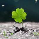 四叶草君的个人资料头像