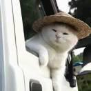 莱莱snow的个人资料头像